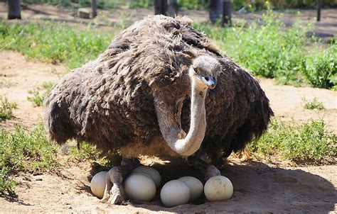 bird lays  largest egg  knowledge library