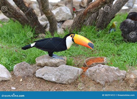 toucan stock photo image  exotic wildlife nose bird