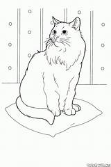 Gato Siberian sketch template