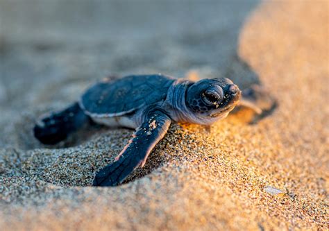 baby sea turtles  swallowing plastic trash earthcom