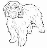Cockapoo Coloring Pages Dogs Printable Colouring Dog Color Maltese Supercoloring Template Sheets Water Portuguese Sketch Adult Categories Animals sketch template