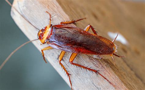 Cockroach Identification Guide For North Carolina