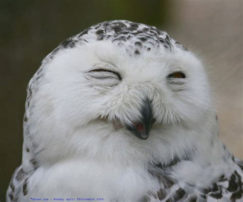 funny owls   laughing  pics izismilecom