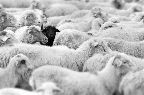 farm pop    black sheep   bad    ag idioms