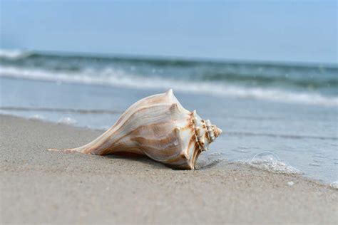 seashell symbolism shell meaning