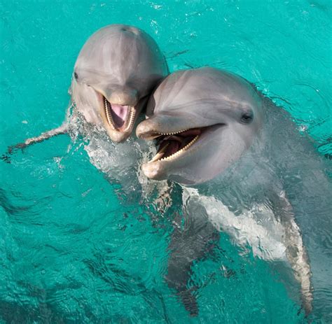 delfine aktuelle news bilder infos welt