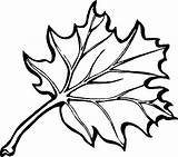 Coloring Pages Leaf Leaves Getdrawings sketch template