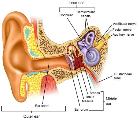 vestibular therapy   helps migraines tinnitus dizziness