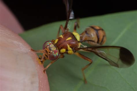 bactrocera sp asian fruit fly tephritidae nibbling   flickr