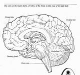 Neuroanatomia Colorir Cerebro Ciencia Anatomia Labels Tableau Nervous Nervioso Colorier sketch template