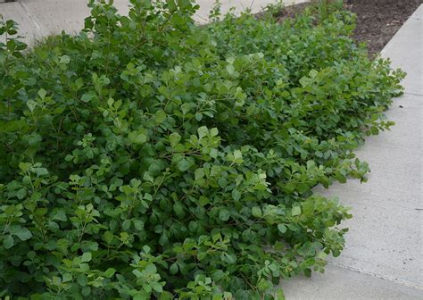 fragrant sumac gro  plant profile sylvan gardens landscape