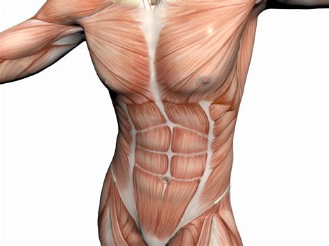 anatomy   man muscular man holistic approach  health