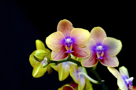 singing orchid discovered   amazon rainforest orchids orchid care flowers