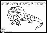 Lizard Frilled sketch template