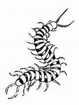 Cienpies Ciempies Ciempiés Insectos Pintar sketch template