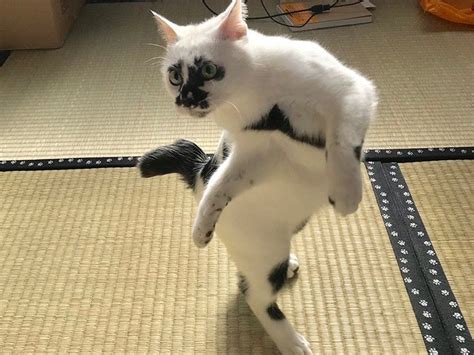 「猫又ポーズ」決める猫、熱海のバーに まるで浮世絵 犬・猫との幸せな暮らしのためのペット情報サイト「sippo」
