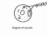 Vacuole Golgi sketch template