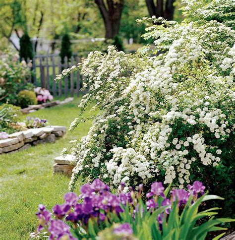 spring flowering shrubs  homes gardens