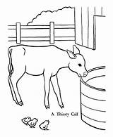 Coloring Calf Farm Thirsty Animal sketch template