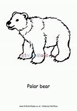 Coloring Bear Polar Pages Colouring Toddlers Print Activity Bears Animals Village Explore Animal Simple sketch template