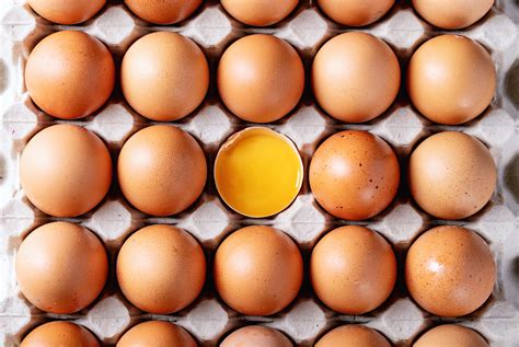 food egg basics todays nest