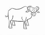 Buffalo Coloring Pages Outline Sabres Popular Coloringhome Colouring sketch template