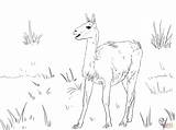 America Coloring South Guanaco Pages Camelid Color Supercoloring Main Realistic Printable Library Drawing Popular Skip Comments sketch template