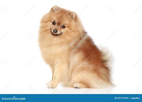 miniature spitz dog royalty  stock  image