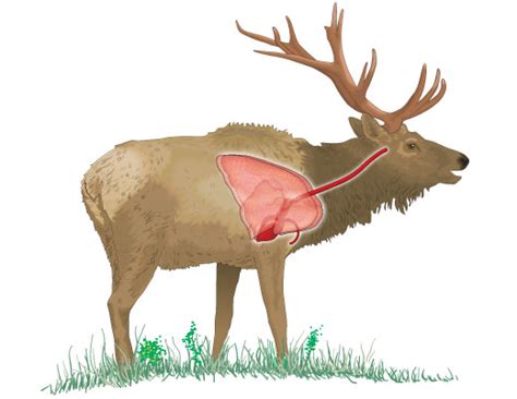 Deer Anatomy Crossbow Nation Forum