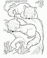 Raccoon Everfreecoloring sketch template