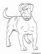 Coloring Pages Bulldog American Dog Collar Printable Color Getcolorings Leather Drawing Choose Board Americ sketch template