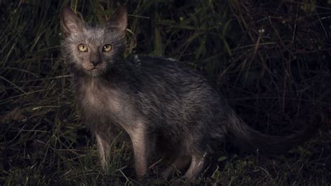 Werewolf Cats Exist And You Can Own One Abc News