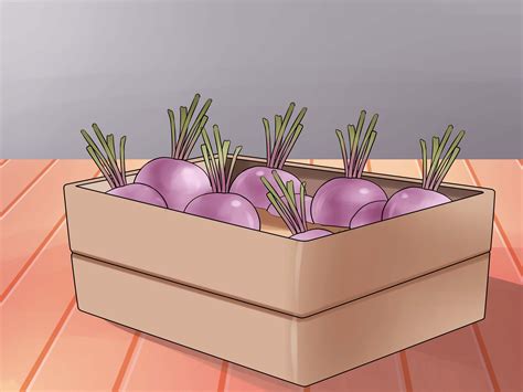 grow beetroot  steps  pictures wikihow
