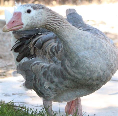 cotton patch goose rare breed animals breeds