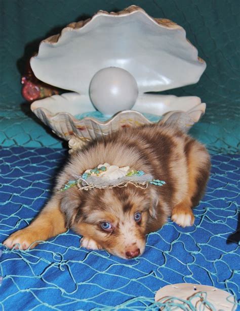 shamrock rose aussies update we have puppies born 5 3 16 out of shamrock rose and big ed
