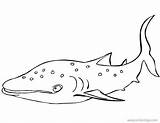 Whale Shark Coloring Pages Big Xcolorings 34k 629px Resolution Info Type  Size Jpeg sketch template
