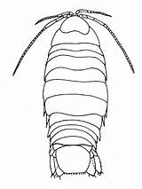 Isopod Coloring Pages Color Animals Printable 31kb sketch template