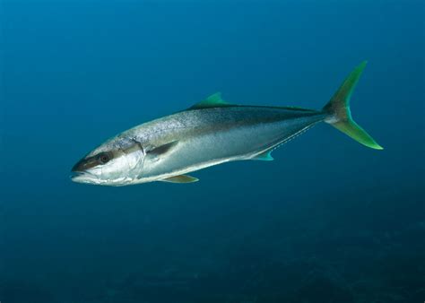 facts   yellowtail king fish underwater