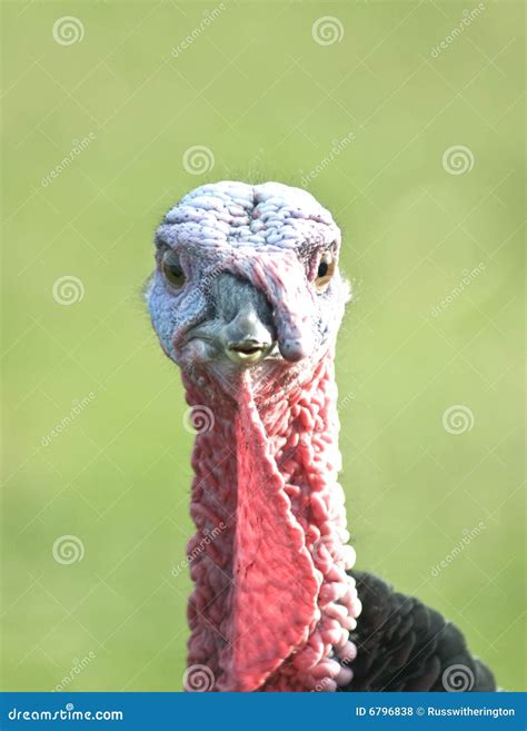 turkey head stock photo image  beak agriculture animal