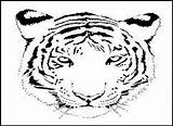 Tiger Coloring Face Pages Bengal Printable Outline Kids Drawing Animal Head Tigers Bestcoloringpagesforkids Cub Scout Wild Cartoon Cats Designlooter Getdrawings sketch template