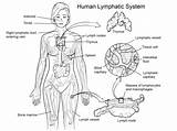 Lymphatic Nervous Linfatico Linfático Immune Endocrine Vicoms Unit sketch template