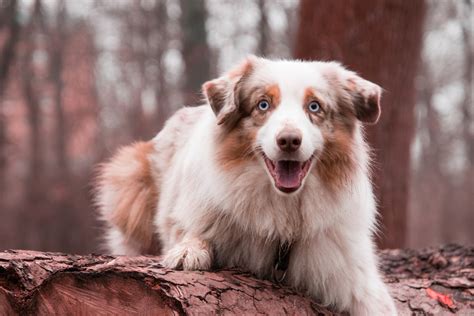 australian shepherd names    popular