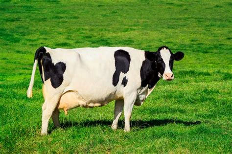 man has sex with three cows after breaking into employer s farm in the middle of the night