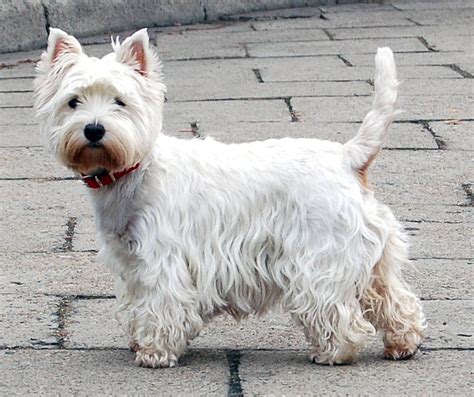 west highland white terrier wikiwand