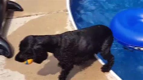 dumpert hond  zwembad