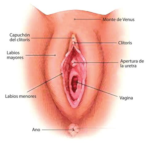 Conoce Tu Vulva Sexmoments