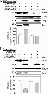 Mediated Interphase Regulation Phosphorylation Partitioning Tubulin Dimer Specific Cells Op18 sketch template