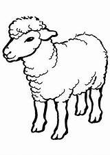 Schaf Pecore Pecora Schafe Pastori Sheep Ausdrucken Presepe Pastore Schäfchen Piccolo Cani Mouton Hirte Malvorlagen Greggi Lamb sketch template