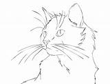 Cat Line Drawing Face Coloring Realistic Warrior Portrait Lineart Cats Pages Printable Outline Drawings Supercoloring Cliparts Woman Painting Icon Kittens sketch template