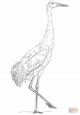 Crane Coloring Sandhill Pages Printable Drawing Bird Drawings Supercoloring Birds Cranes Tutorials Choose Board Comments Categories sketch template